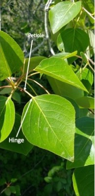 cottonwood leaves