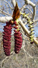 Populus trichocarpa