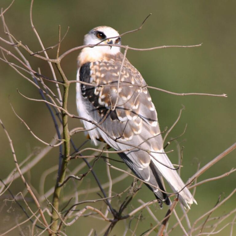 Finally…Some Good News