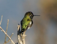 annashummingbird.jpg